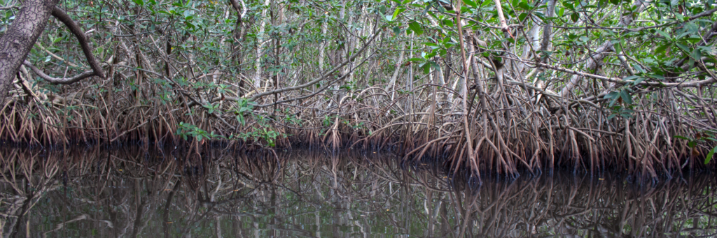 Home Walking Tree Family Practice